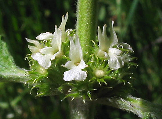 Detailed Picture 1 of Marrubium vulgare