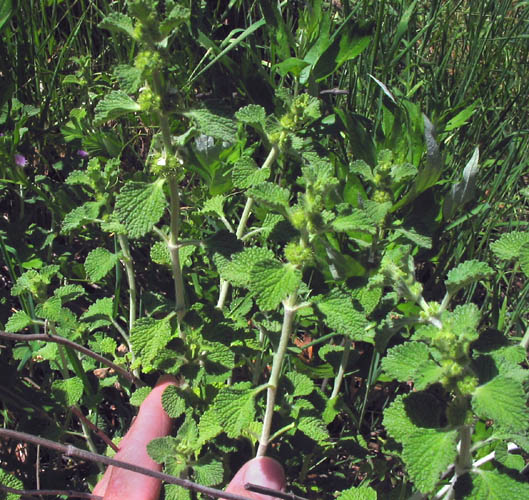 Detailed Picture 3 of Marrubium vulgare