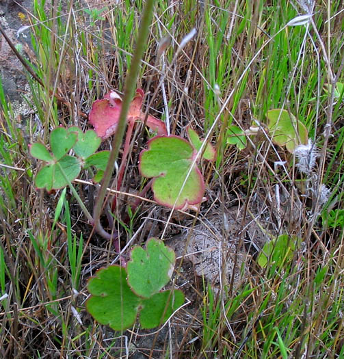 Detailed Picture 7 of Delphinium patens ssp. hepaticoideum