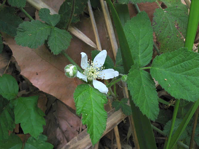 Detailed Picture 3 of Rubus ursinus
