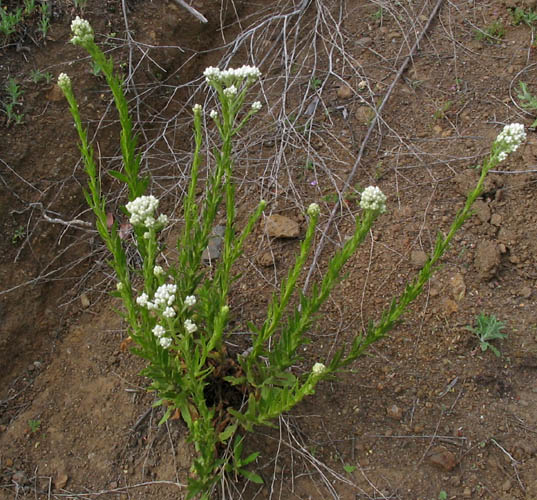 Detailed Picture 5 of Pseudognaphalium californicum
