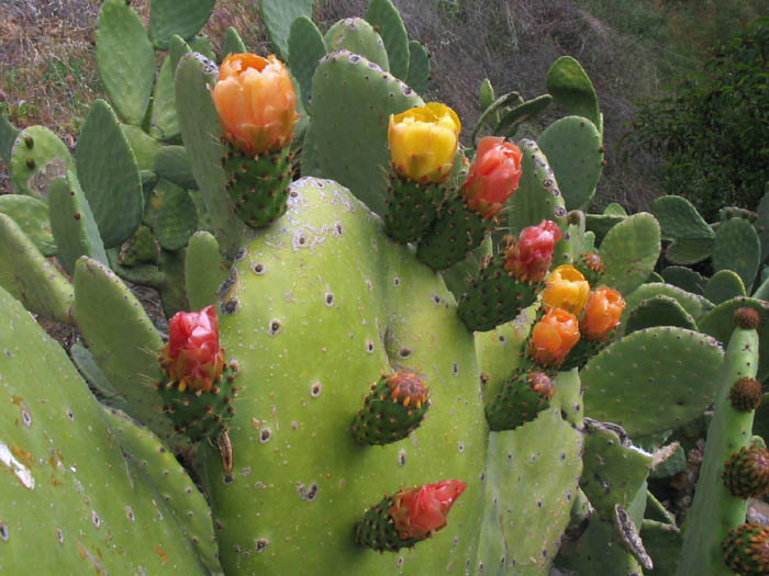 Detailed Picture 4 of Opuntia ficus-indica