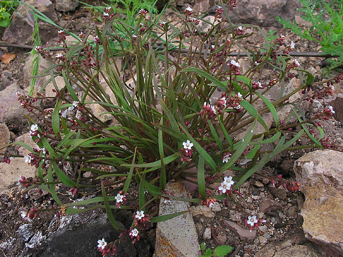 Detailed Picture 6 of Claytonia parviflora ssp. viridis