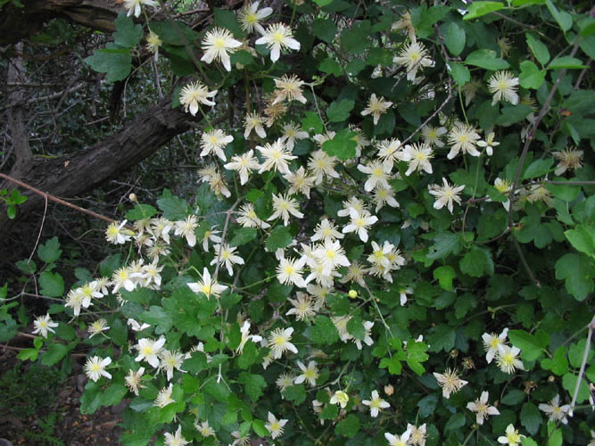 Detailed Picture 5 of Clematis lasiantha