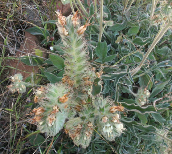 Detailed Picture 4 of Phacelia imbricata ssp. imbricata