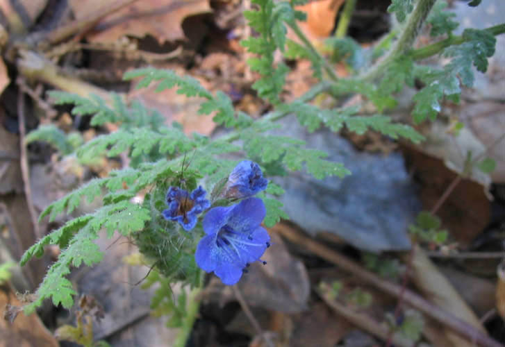Detailed Picture 2 of Phacelia distans