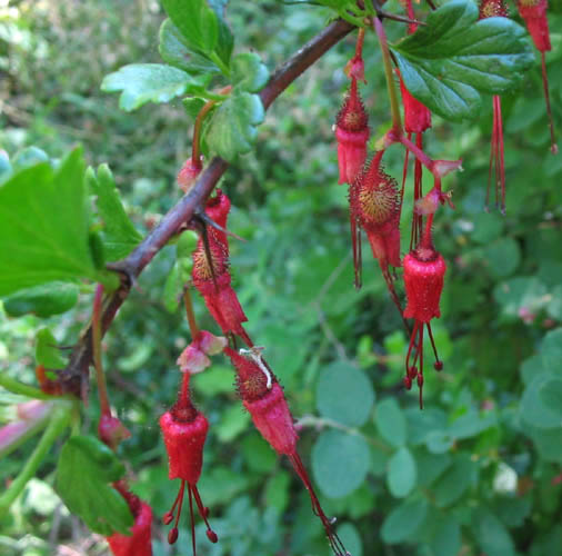 Detailed Picture 3 of Ribes speciosum