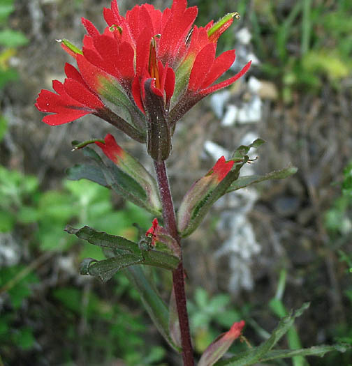 Detailed Picture 3 of Castilleja affinis ssp. affinis