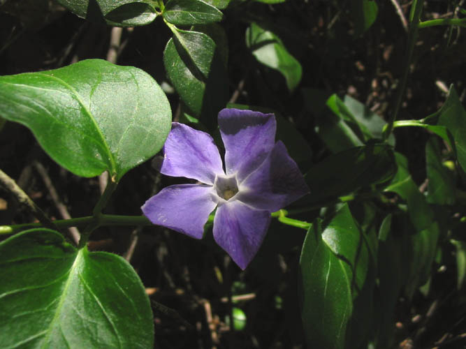Detailed Picture 3 of Vinca major