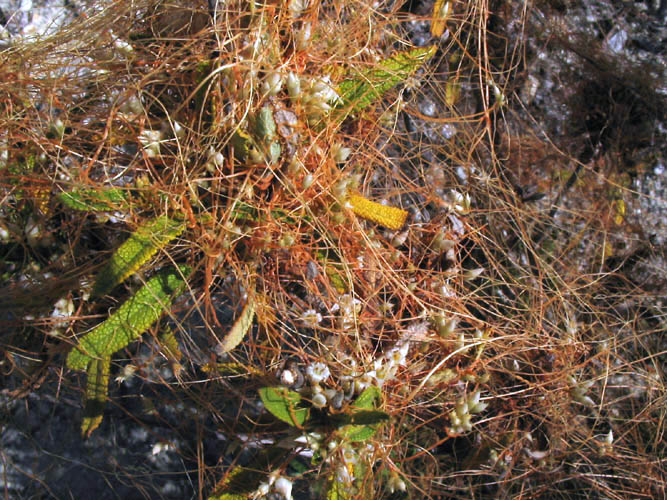 Detailed Picture 3 of Cuscuta californica var. papillosa