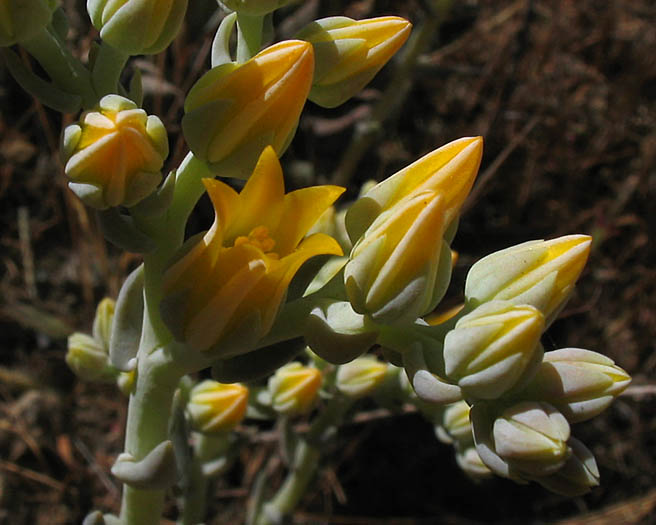 Detailed Picture 1 of Dudleya cymosa ssp. agourensis