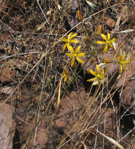 Detailed Picture 3 of Bloomeria crocea var. crocea
