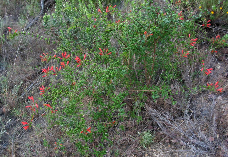 Detailed Picture 3 of Keckiella cordifolia