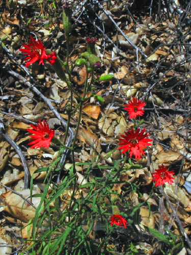 Detailed Picture 3 of Silene laciniata ssp. laciniata