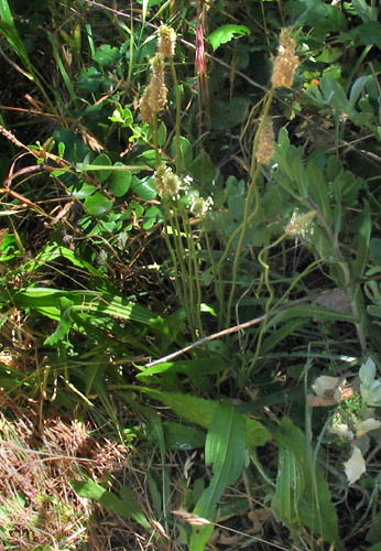 Detailed Picture 5 of Plantago lanceolata
