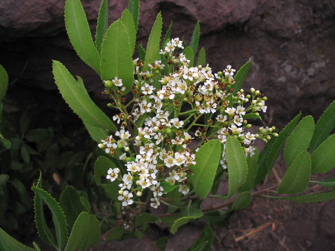 Detailed Picture 3 of Heteromeles arbutifolia