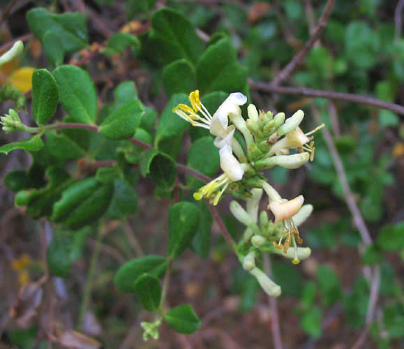 Detailed Picture 3 of Lonicera subspicata var. denudata
