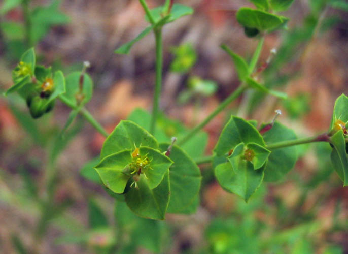 Detailed Picture 4 of Euphorbia terracina