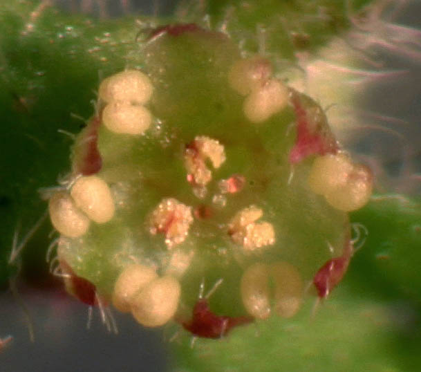 Detailed Picture 1 of Pterostegia drymarioides