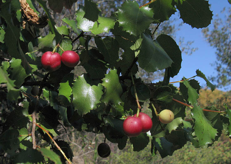 Detailed Picture 4 of Prunus ilicifolia ssp. ilicifolia