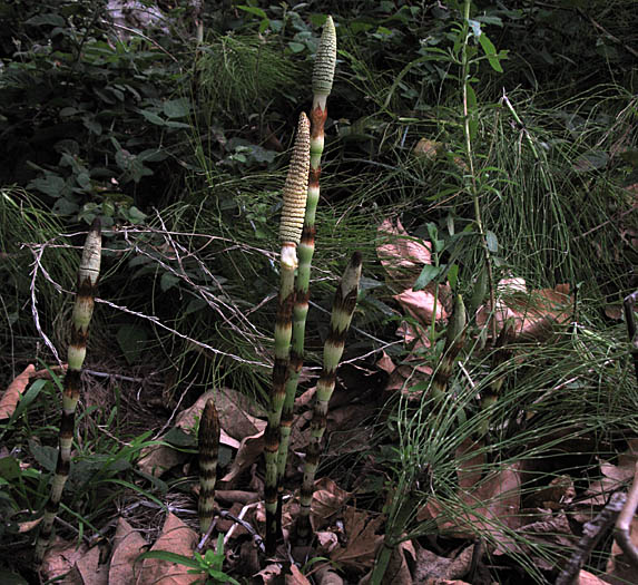 Detailed Picture 7 of Equisetum telmateia ssp. braunii