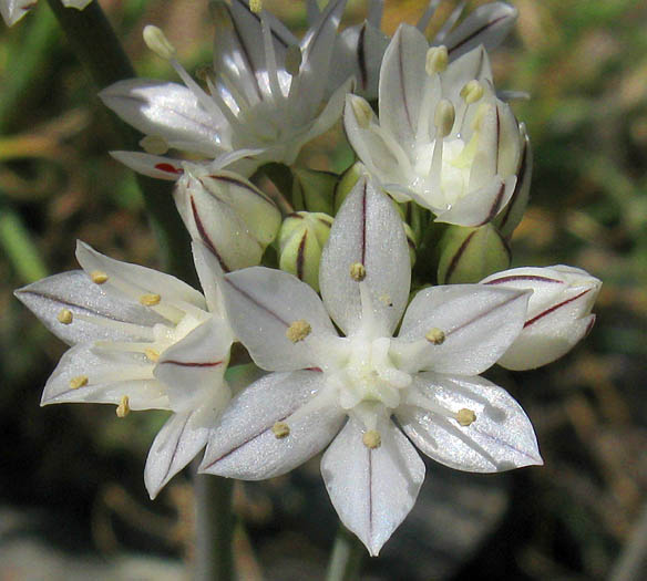 Detailed Picture 2 of Allium haematochiton