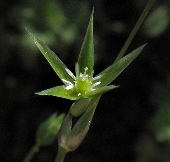 Detailed Picture 1 of Stellaria nitens