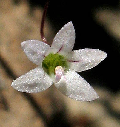 Detailed Picture 1 of Nemacladus ramosissimus