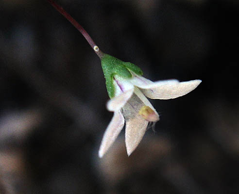 Detailed Picture 2 of Nemacladus ramosissimus