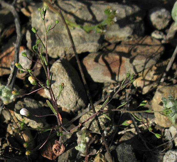 Detailed Picture 5 of Nemacladus ramosissimus