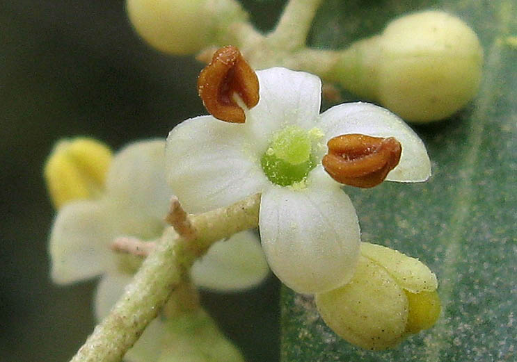 Detailed Picture 1 of Olea europaea