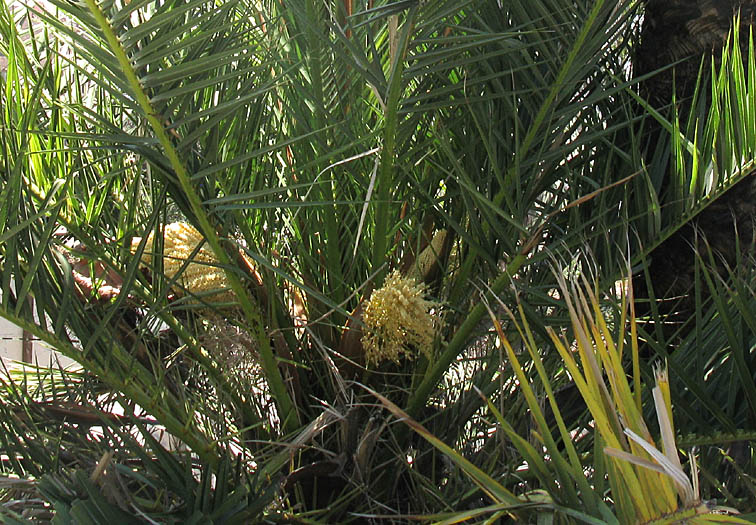 Detailed Picture 3 of Phoenix canariensis