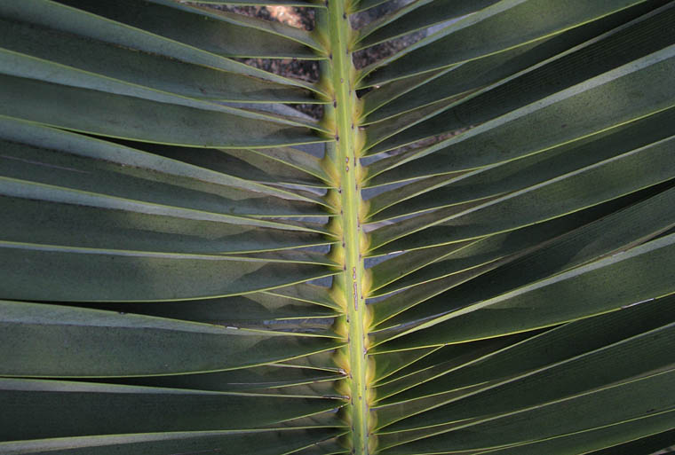 Detailed Picture 6 of Phoenix canariensis