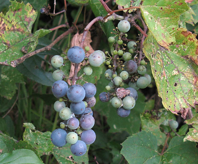 Detailed Picture 5 of Vitis vinifera