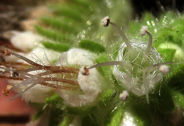Detailed Picture 1 of Phacelia imbricata ssp. imbricata