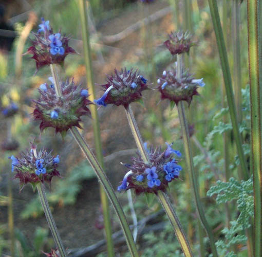 Detailed Picture 2 of Salvia columbariae