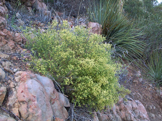 Detailed Picture 5 of Galium angustifolium ssp. angustifolium