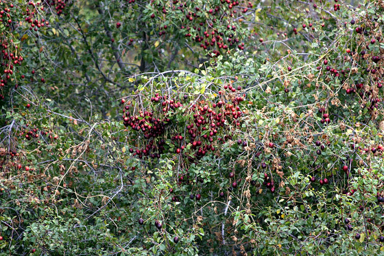 Detailed Picture 5 of Prunus ilicifolia ssp. ilicifolia