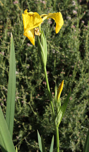 Detailed Picture 4 of Iris pseudacorus