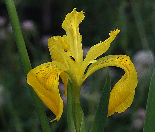 Detailed Picture 2 of Iris pseudacorus