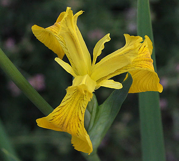 Detailed Picture 1 of Iris pseudacorus