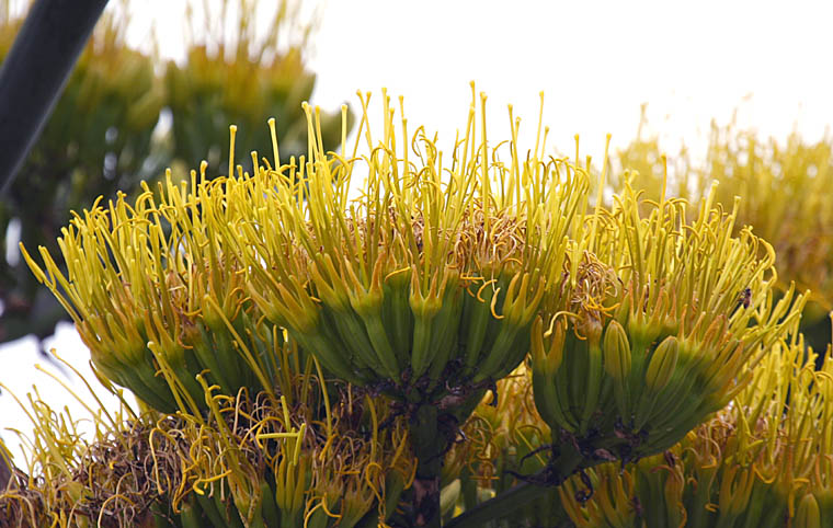 Detailed Picture 2 of Agave americana var. americana