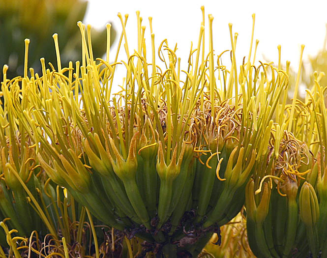 Detailed Picture 1 of Agave americana var. americana