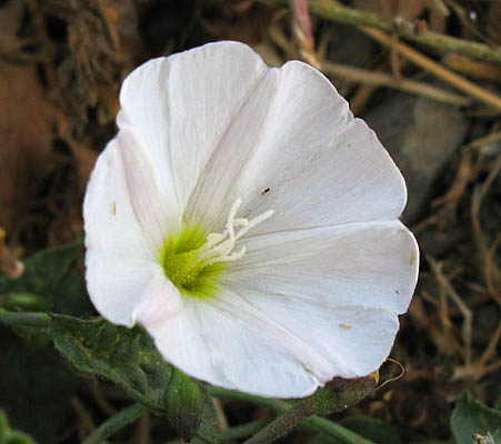 Detailed Picture 4 of Convolvulus arvensis