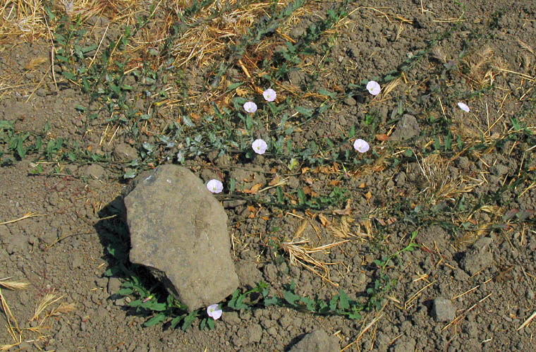 Detailed Picture 7 of Convolvulus arvensis