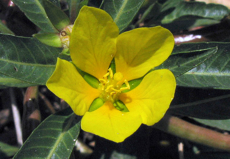 Detailed Picture 1 of Ludwigia peploides ssp. peploides