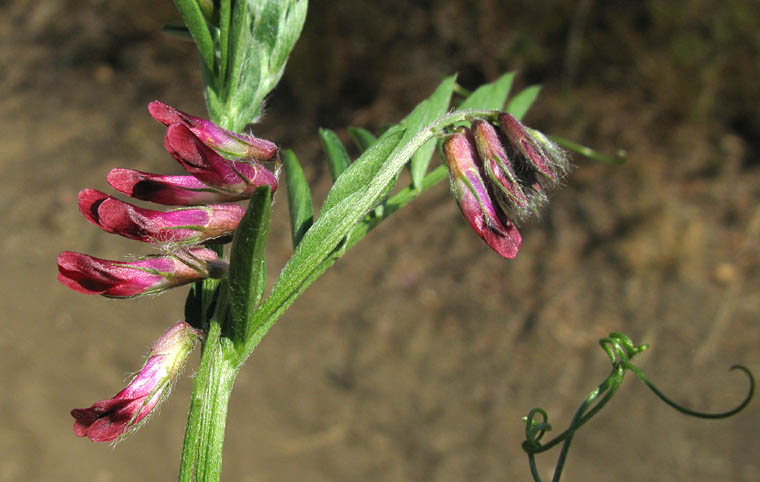 Detailed Picture 2 of Vicia benghalensis