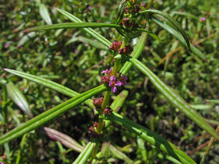 Detailed Picture 3 of Ammannia coccinea