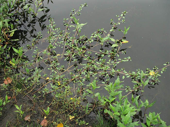 Detailed Picture 4 of Ludwigia peploides ssp. peploides
