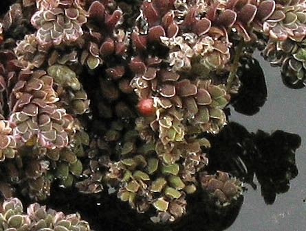 Detailed Picture 2 of Azolla filiculoides